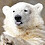 Polar